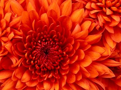 FLOWERHOME